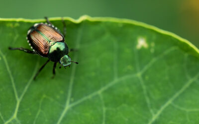 Managing Pests the Natural Way
