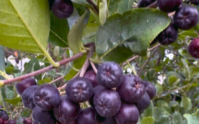 Aronia Berries at Benson Community Garden: A Native Superfruit