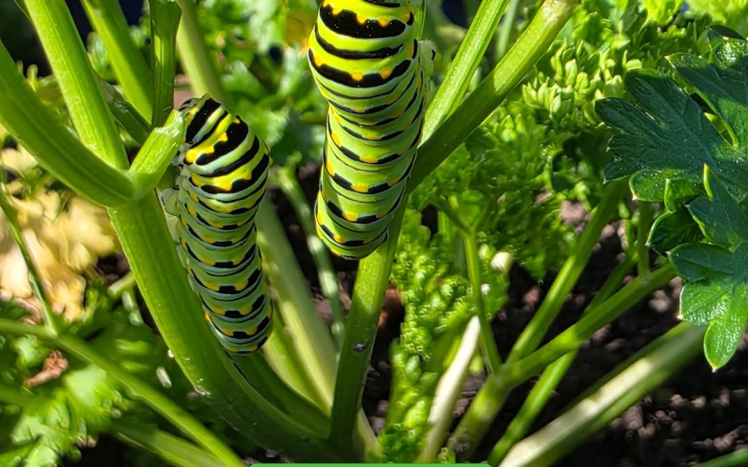 Swallowtail Caterpillars spotted in the Garden